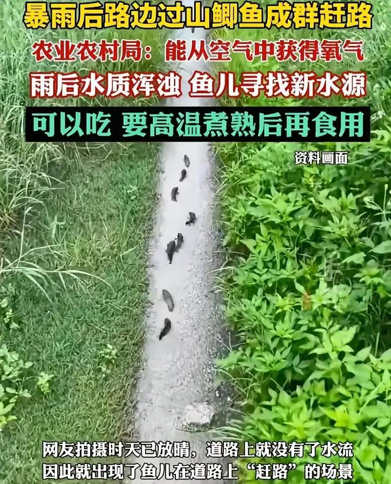 真是活久见！广西防城港，一男子雨后回家，突然发现路面上有一排排黑影在跳动。他原以