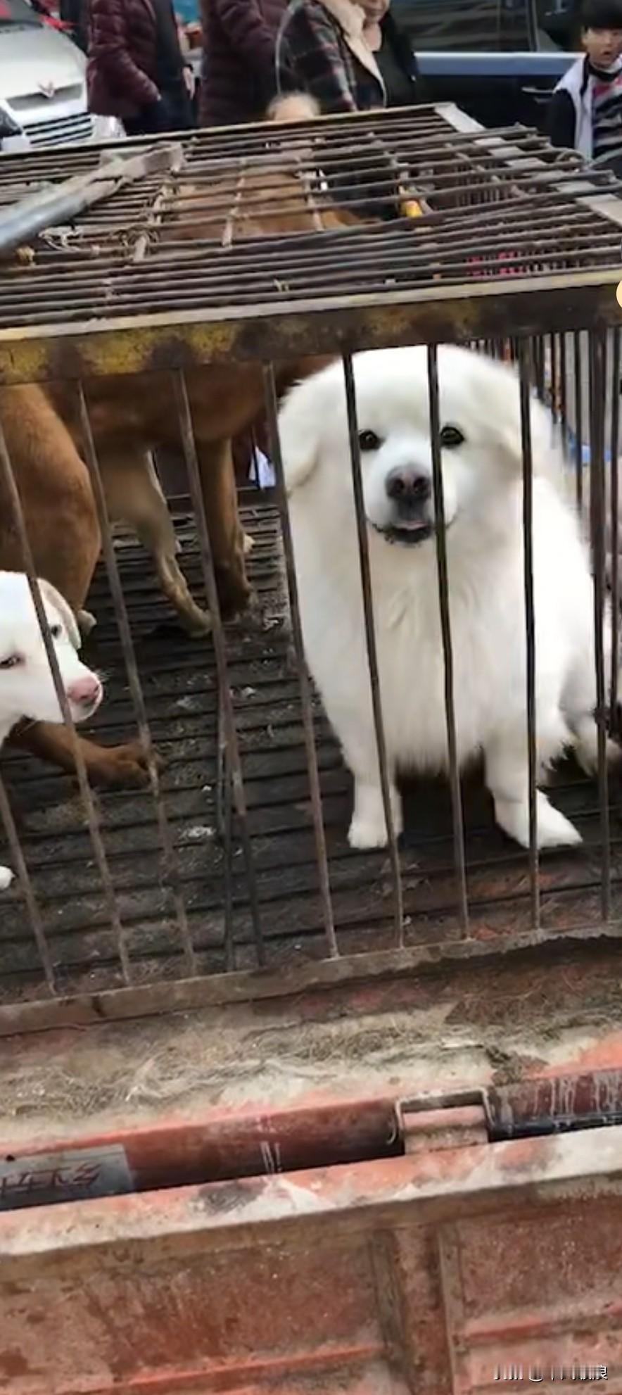 路过杀狗的摊子边，我瞥见一只白色比熊，它眼神满是惊惧，浑身抖得厉害，不停发出细碎