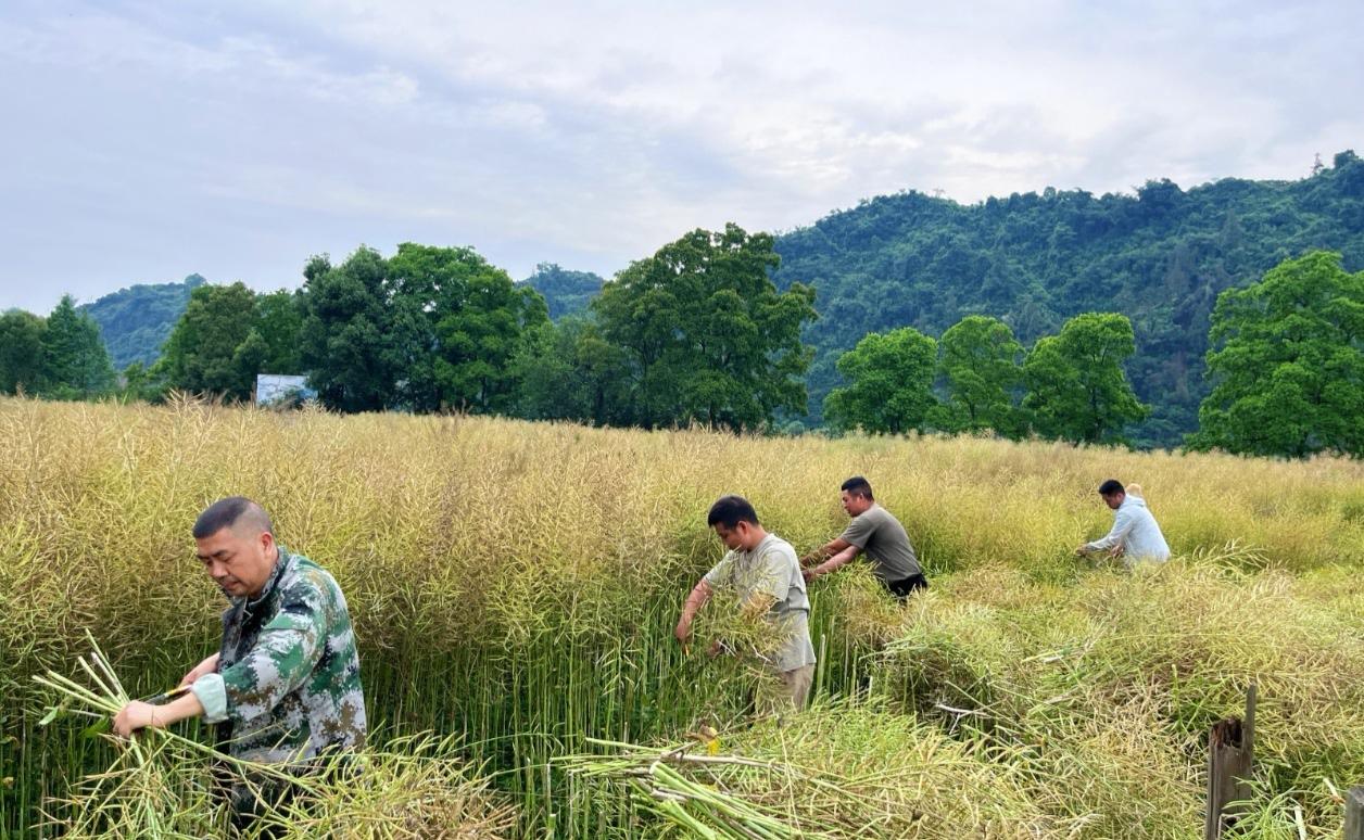 🌾五一不休假，南方农村正抢收油菜籽！这些门道和隐患得知道五一假期，当很多