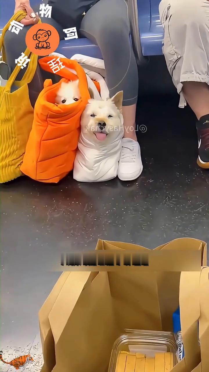 这其实是一只蜷缩在包里的哈巴狗。在许多欧洲城市，宠物搭乘公共交通早已是街头一景，