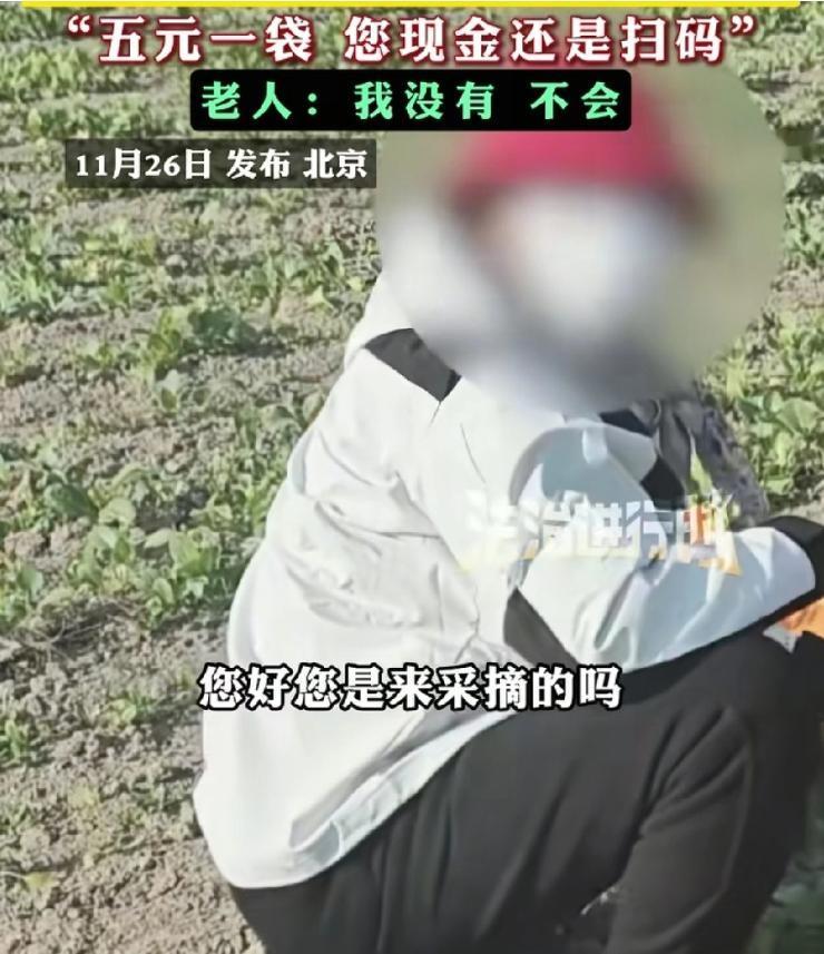 北京一小伙在自己经营的采摘园里碰见了一位老太太在偷摘自家的的菜，就上前询问老太太