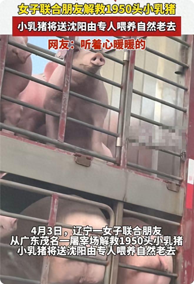 女子众筹58万救1950头祭祀乳猪！网友热议：有钱不帮人，专救猪？故事开场可够