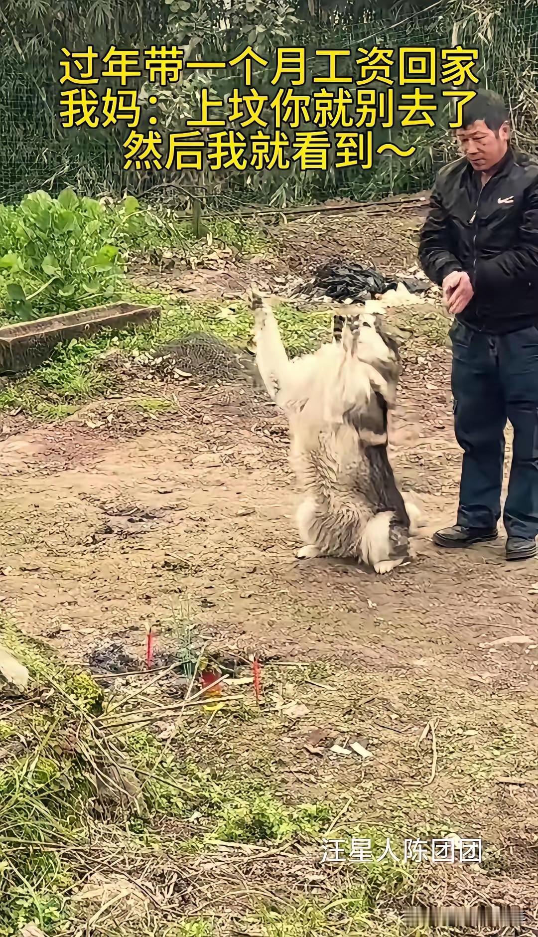 太有灵性了！重庆，一男子过年上坟，意外拍下不可思议的一幕：父母祭拜时，家里的狗狗