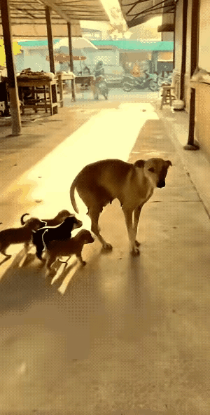 谁说动物不懂责任与温柔？这只流浪狗的举动直接颠覆认知！自己都居无定所，却