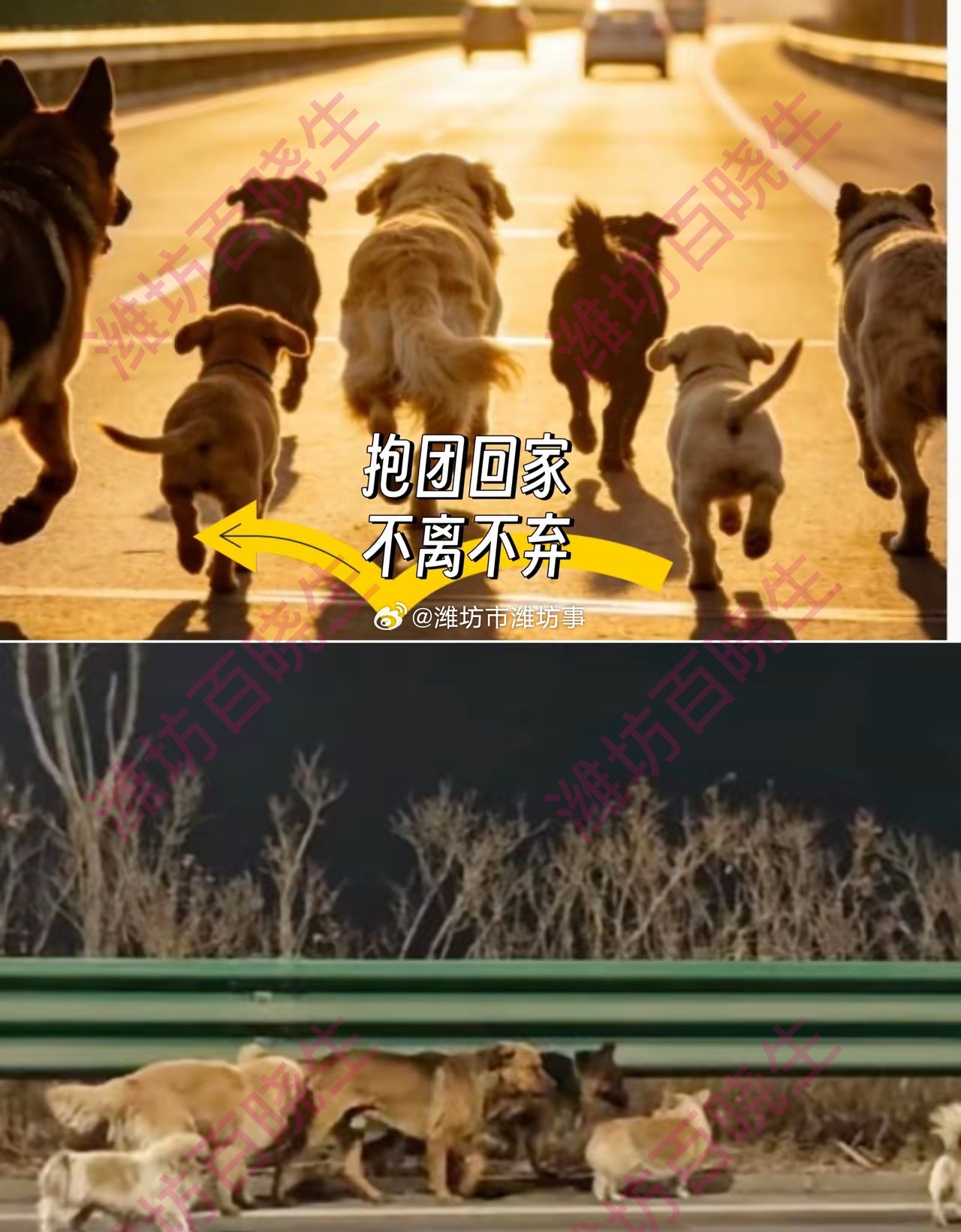 主人回应7只被偷小狗结伴逃回家长春7只同村的狗狗被偷后，咬破笼网从运输车上逃了出