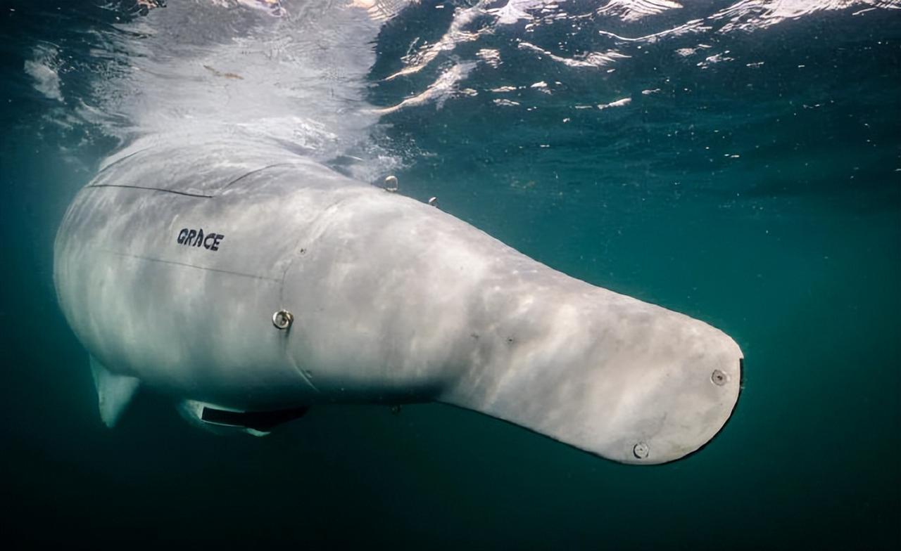 德国发布长航时GREYSHARK自主水下航行器德国先进防务技术公司EU