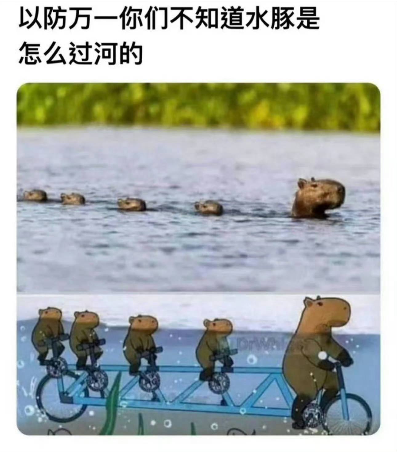 防止你不知道：水豚是怎么过河的🙃