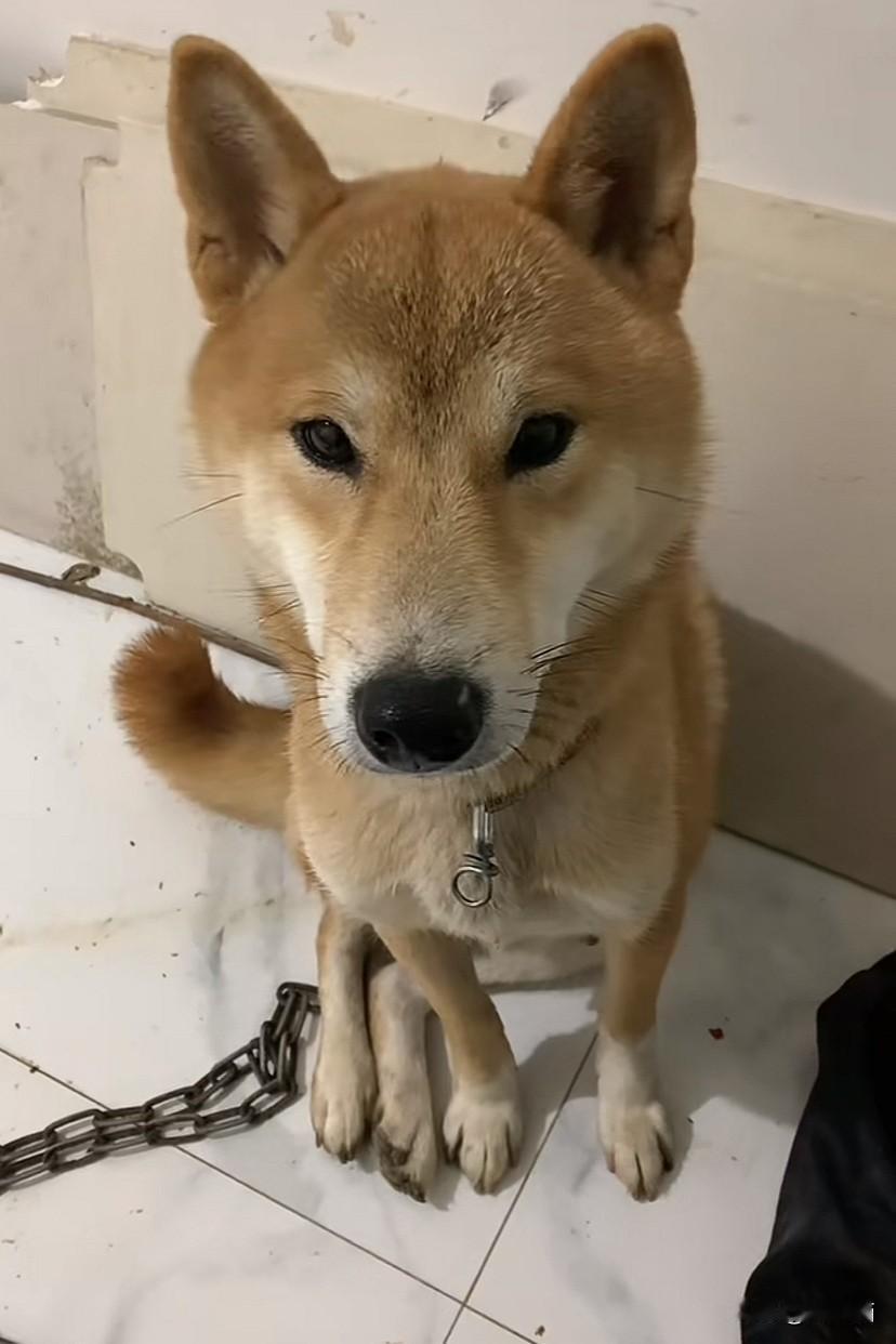 安徽阜阳，男子要卖掉家里的狗子，狗子好像知道自己要面临什么，在它被装到狗笼子里眼