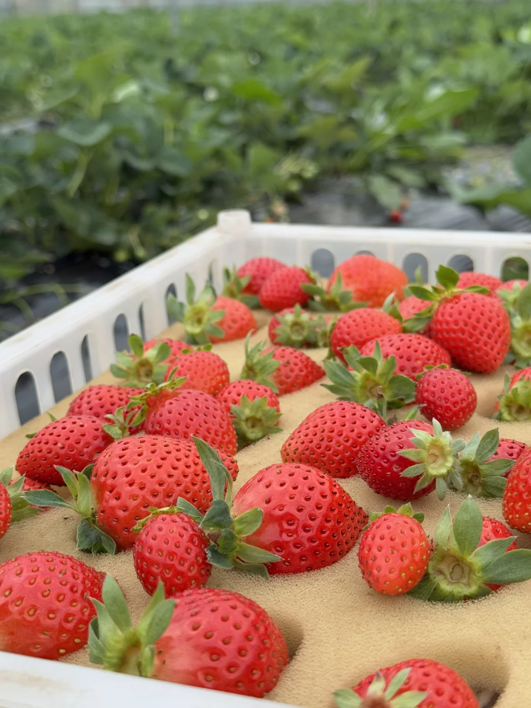 纯甜不打💊的香野草莓，发货倒计时10天！