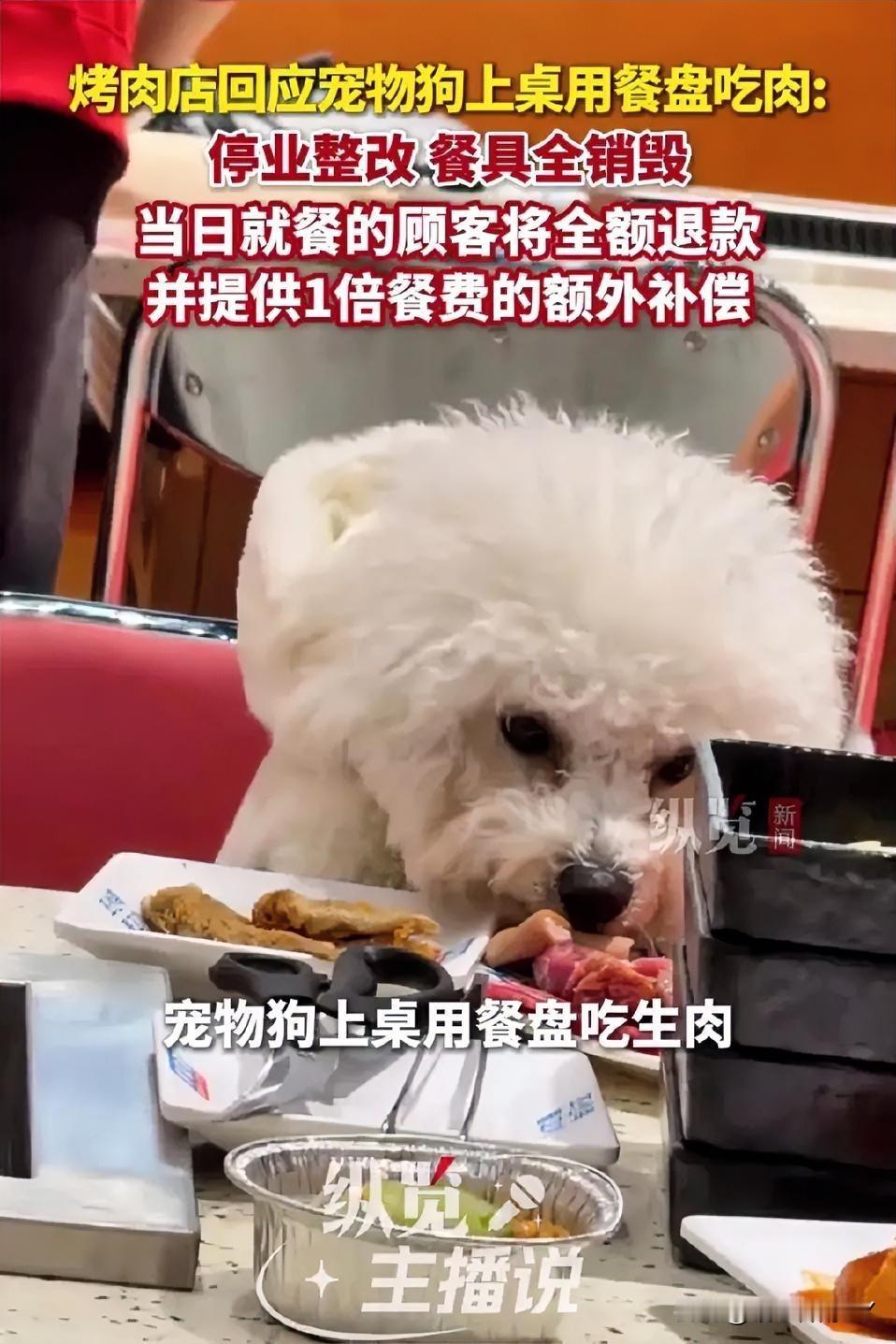 安徽合肥一家烤肉店，宠物狗上桌啃肉，导致店铺停业并全额退款，这事真不冤。咱们