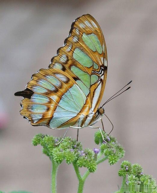 蝴蝶（英文名：butterfly）：鳞翅目凤蝶总科昆虫的统称，共有5科1769属