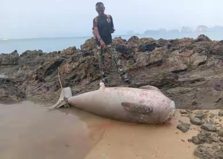 饿死后还被锯头？泰国“美人鱼”惨死真相，撕开了人性最黑的一面4月9日，泰国攀