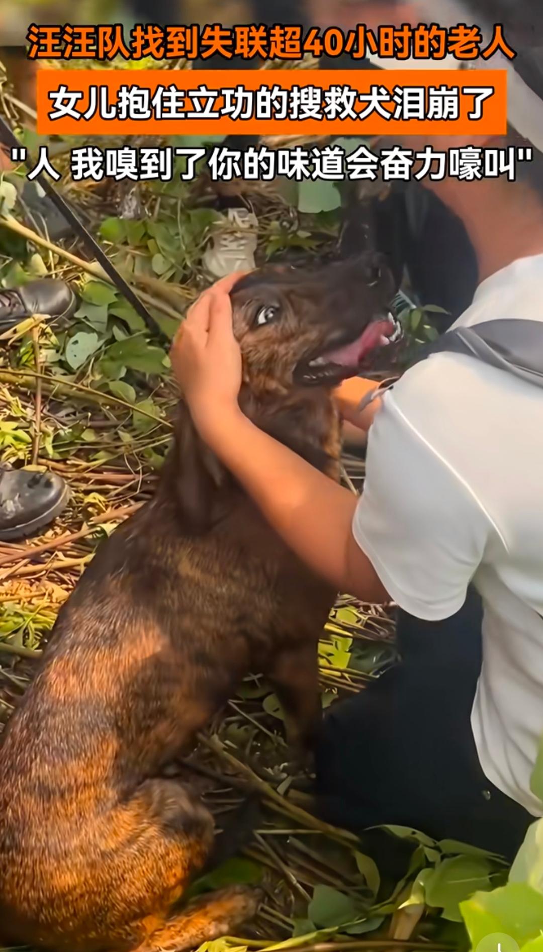 连续搜救十几个小时，先熬不住的，竟然是那条搜救犬。它走着走着，腿一软就瘫在泥