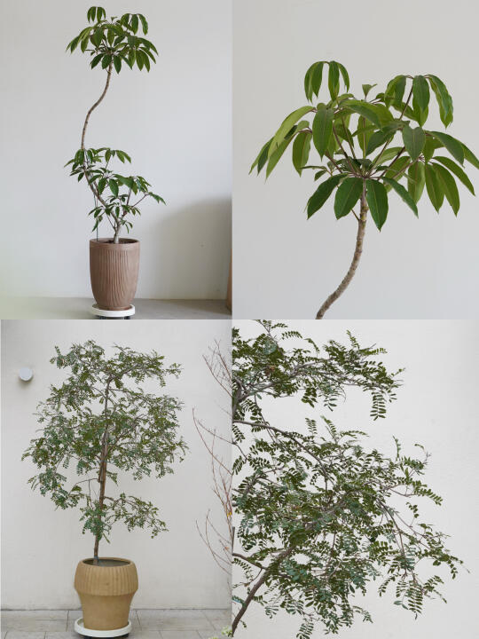 绿植盆栽 | 承包夏日的氧气感🌿
