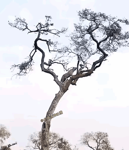 游击战的最高境界猴子说，豹哥我要耗死你，抓不到，根本抓不到。猴子想，但凡能活下