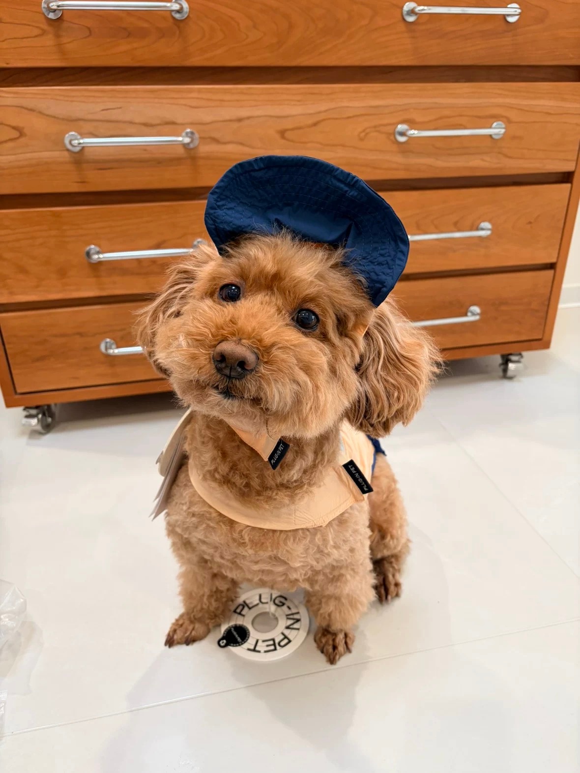 🍑👗看到的可爱狗狗买家秀！萌晕了！pluginpet品牌全球代言人虞书欣​