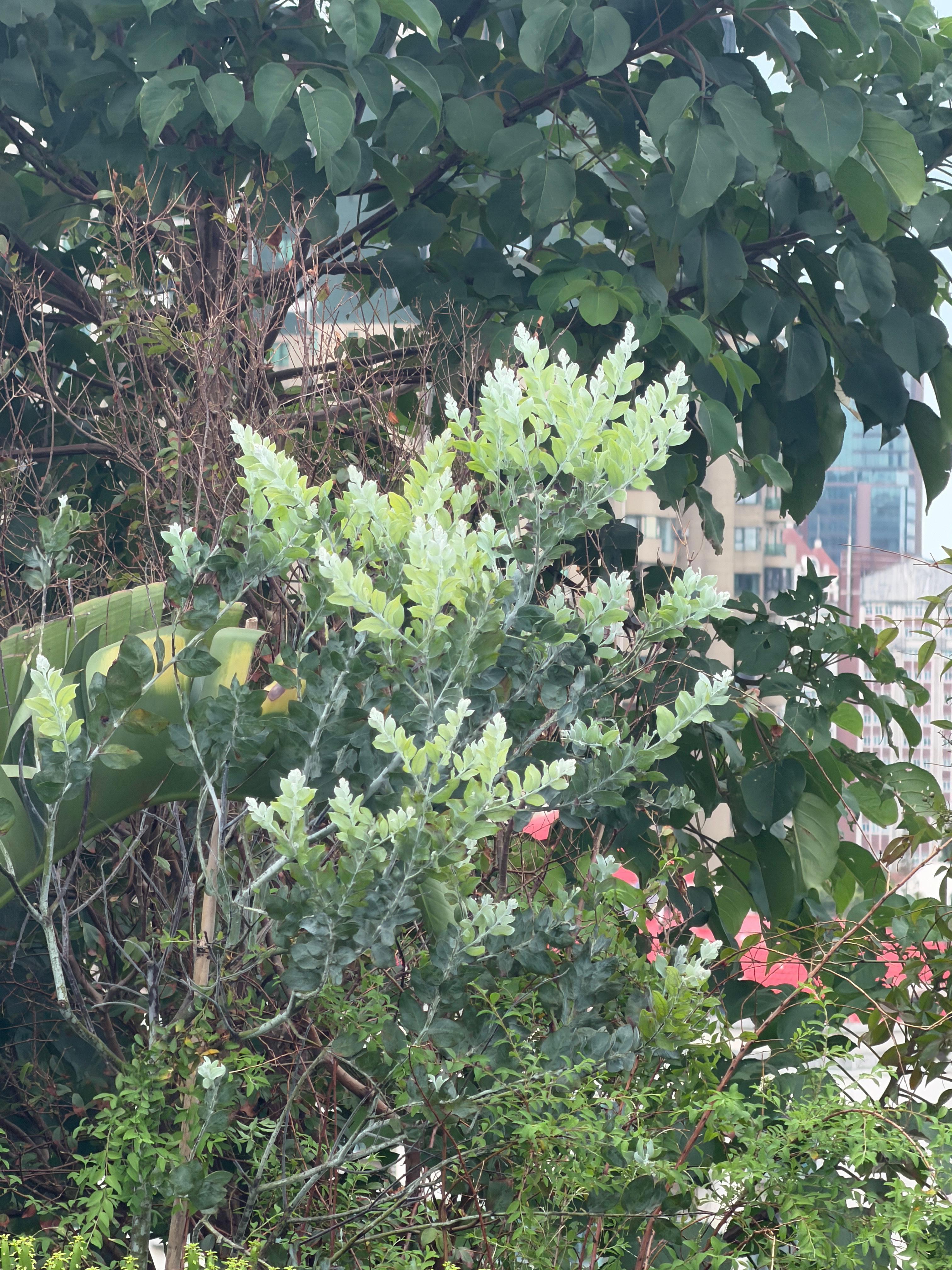 天气好了点，我阳台上的树终于长出芽芽了[比心]​​​