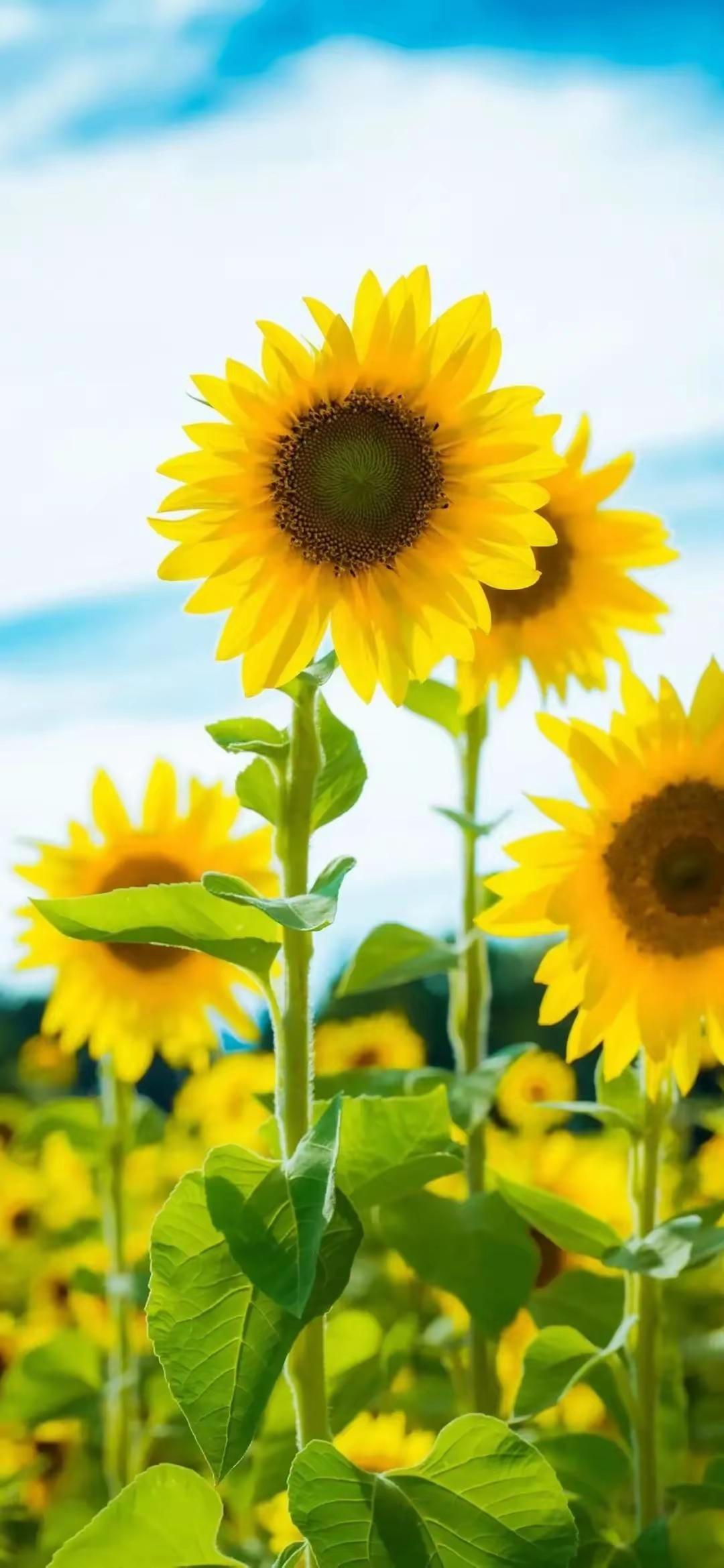 应该说，中国参加了G20会议，不仅是有了共同的倡议，还有中国带给了非洲更好的未来