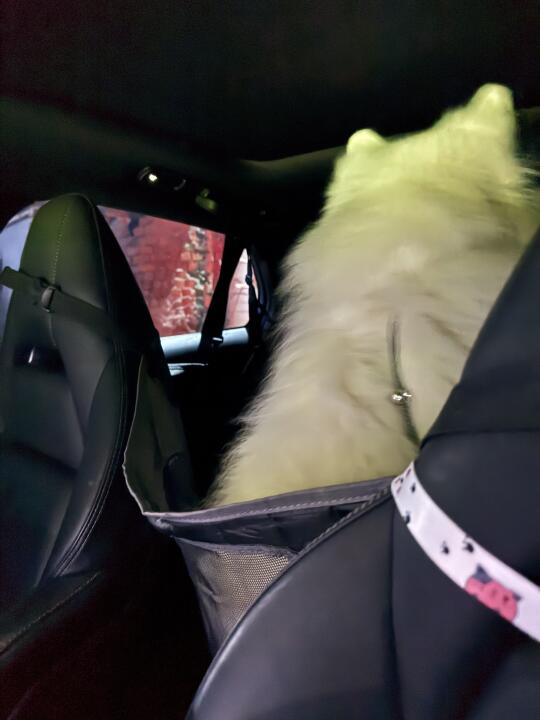 禁养犬—萨摩耶🐶