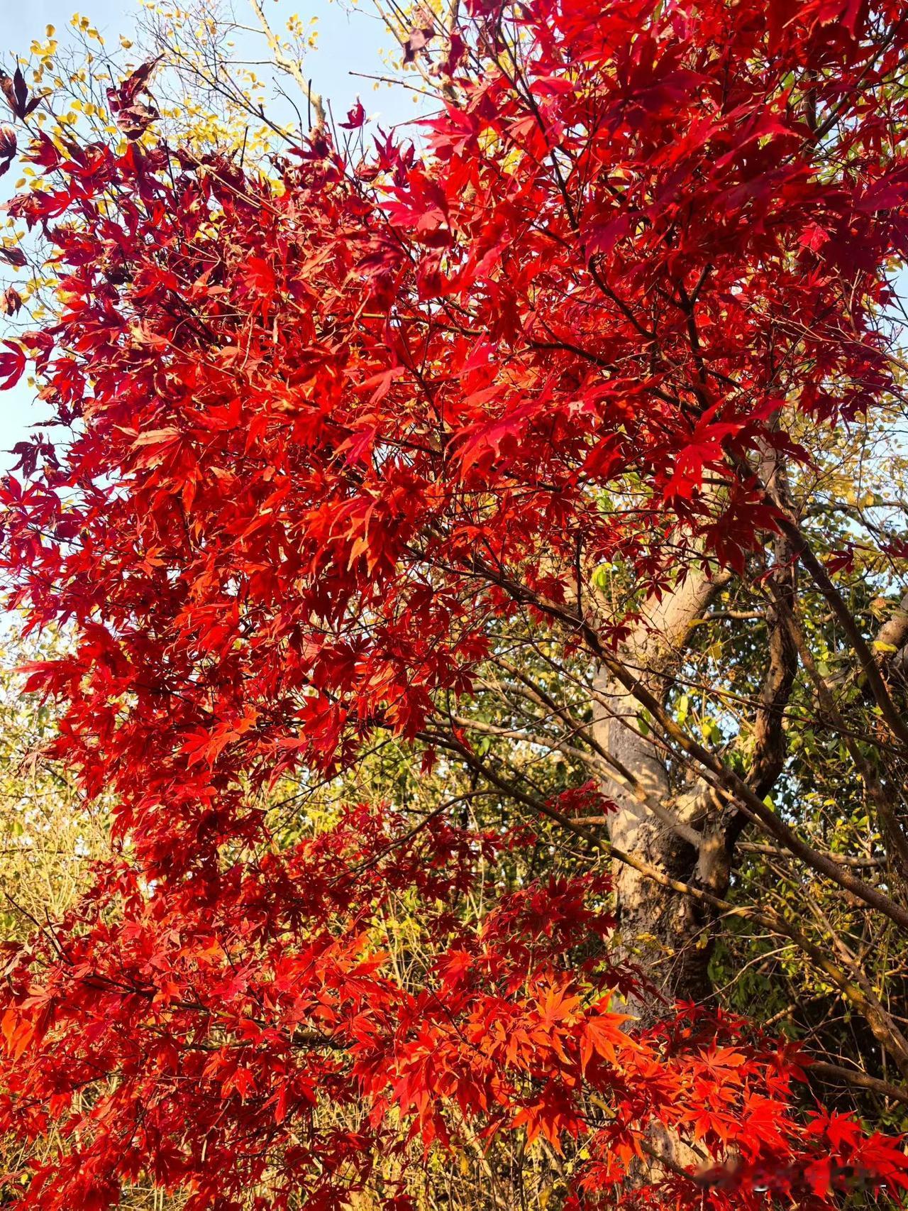 冬天到，寒风起，枫叶红得像火焰一样，美的让人挪不开眼。