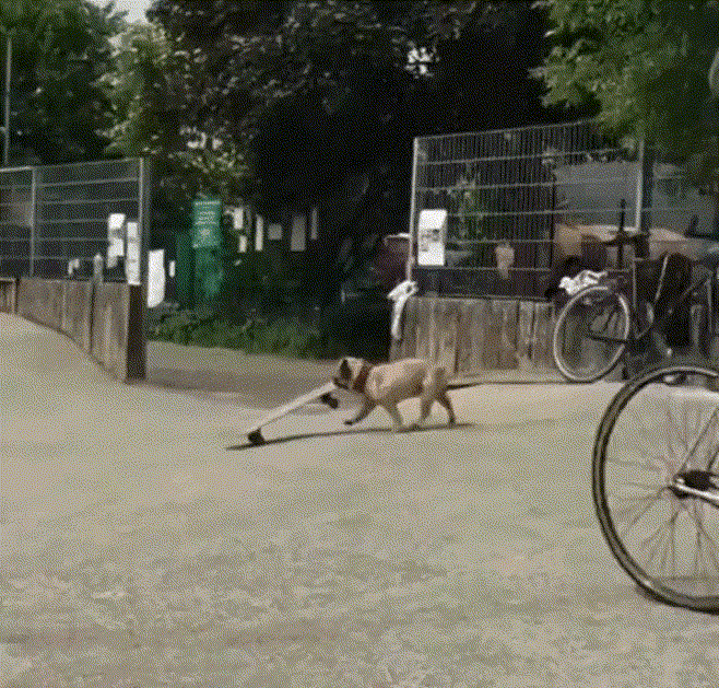 实话实说，我滑板的技术，真的不如它。