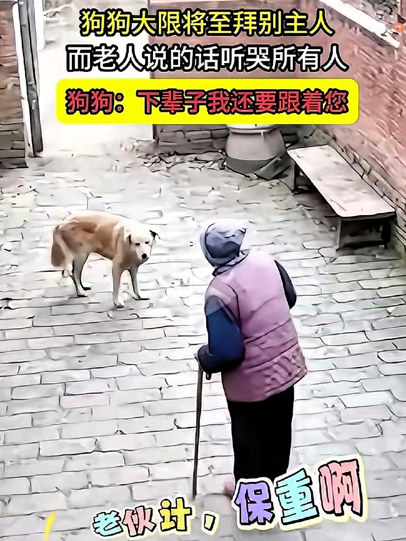 刷到这个视频真的破防了，原来动物的告别可以这么戳心又体面。八十多岁的老奶奶拄