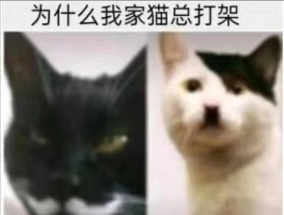 我见过很多神，但他们都叫我神梗图