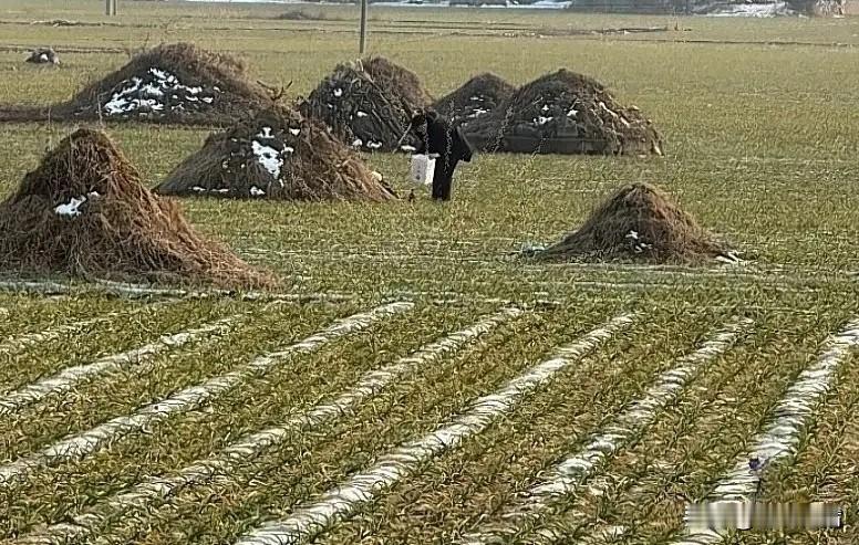 啥情况？2026新规：埋人不占地，0成本安葬？网友质疑：连个磕头地都没了？家