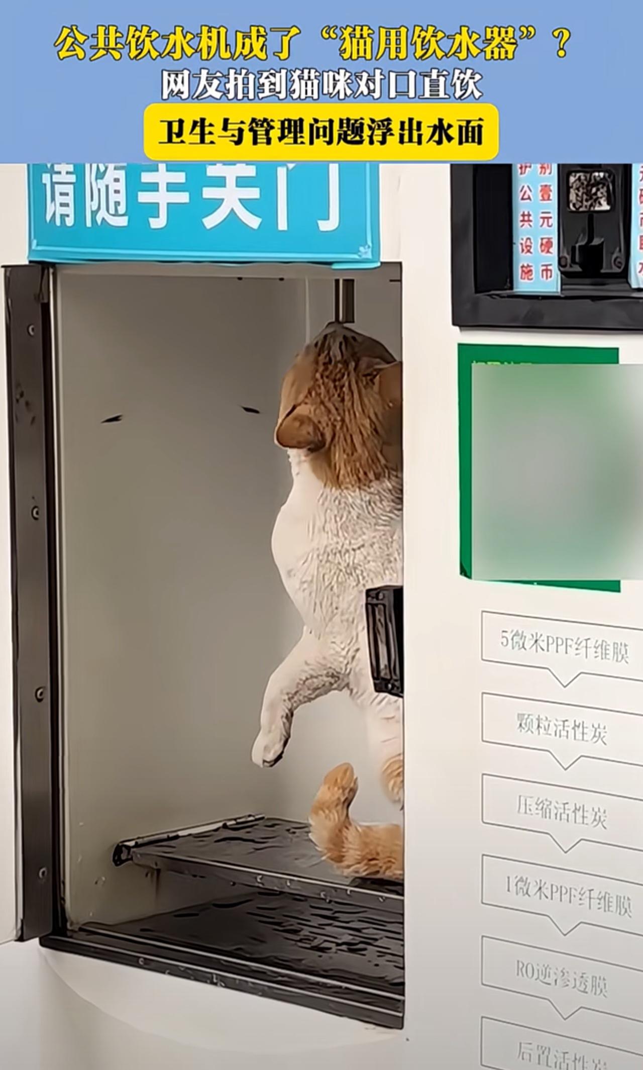 经常小区打纯净水的天塌了！公共饮水机成了“猫用饮水器”？ 网友拍到猫咪对口直