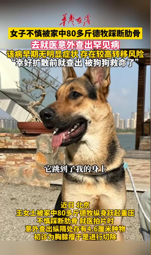 “因祸得福！”7月21日报道，北京，一女子在家被德牧踩断了肋骨，女子就医的时候，