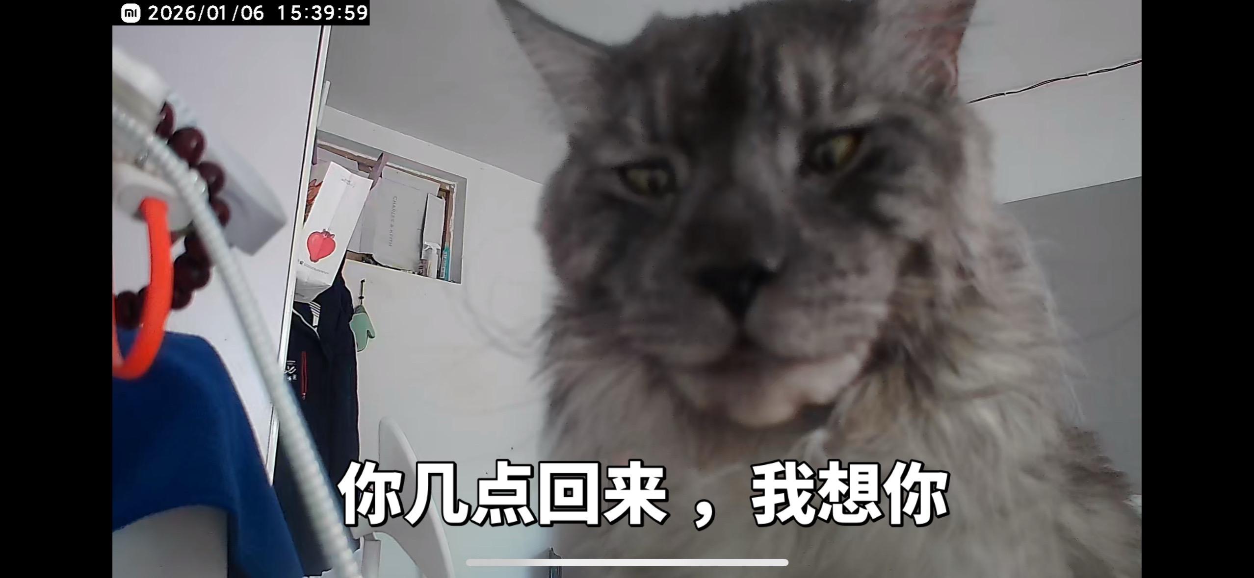 别再加班了，猫咪在等你回家。