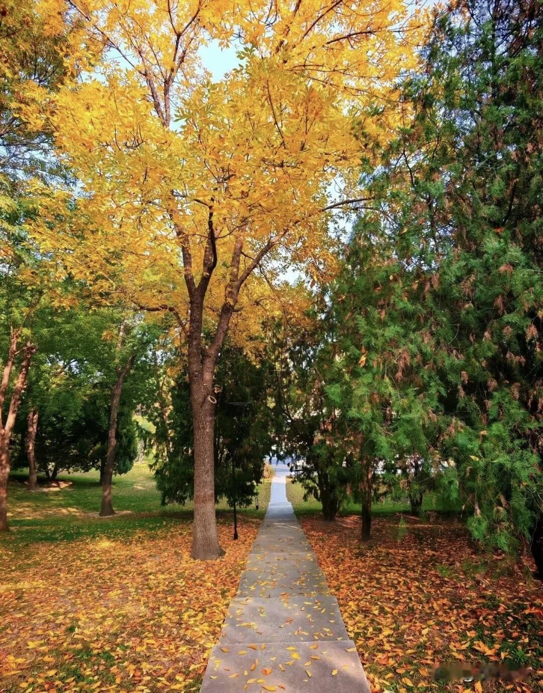 今天去牙科根管治疗，第四颗牙齿了，前前后后一万大洋没了。朋友们听我
