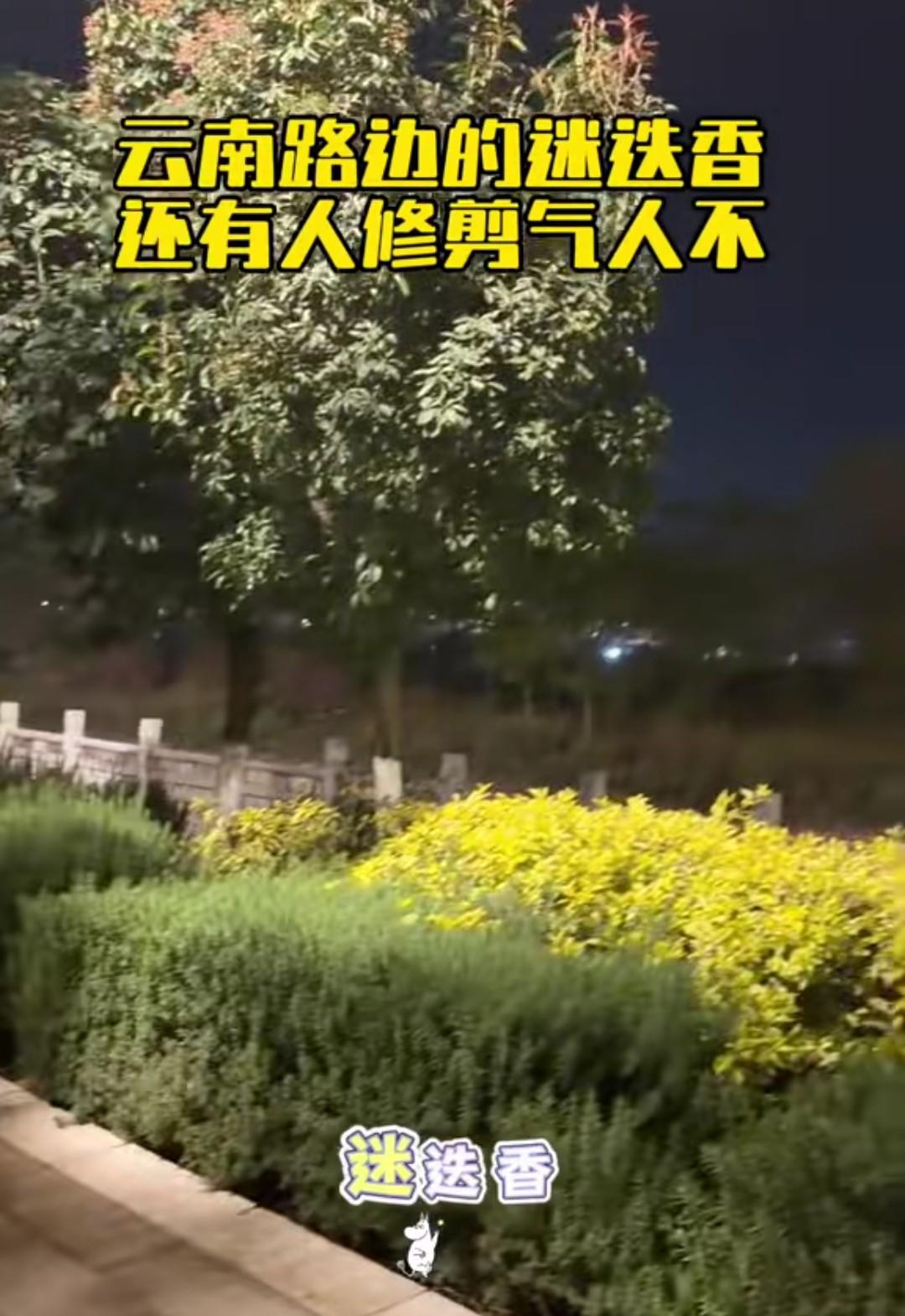 一个外省小伙看到云南绿化带里的迷迭香，忍不住拍个视频给外省朋友证明，云南路边绿化