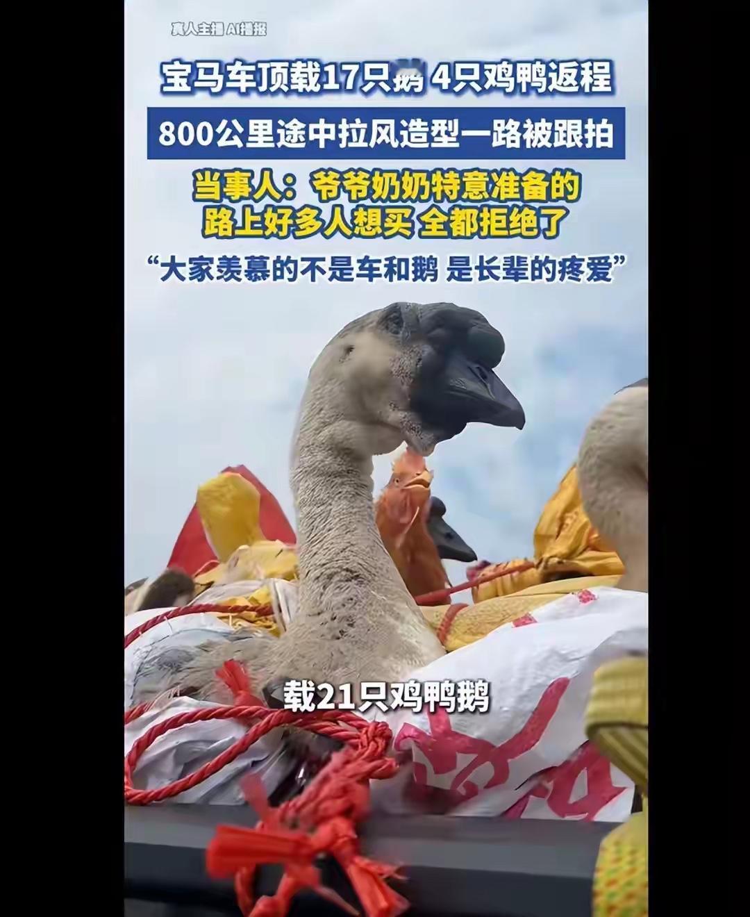 2月23日，广西博白的张先生过完年返程时，在宝马车顶上绑了17只鹅、4只鸡鸭，响
