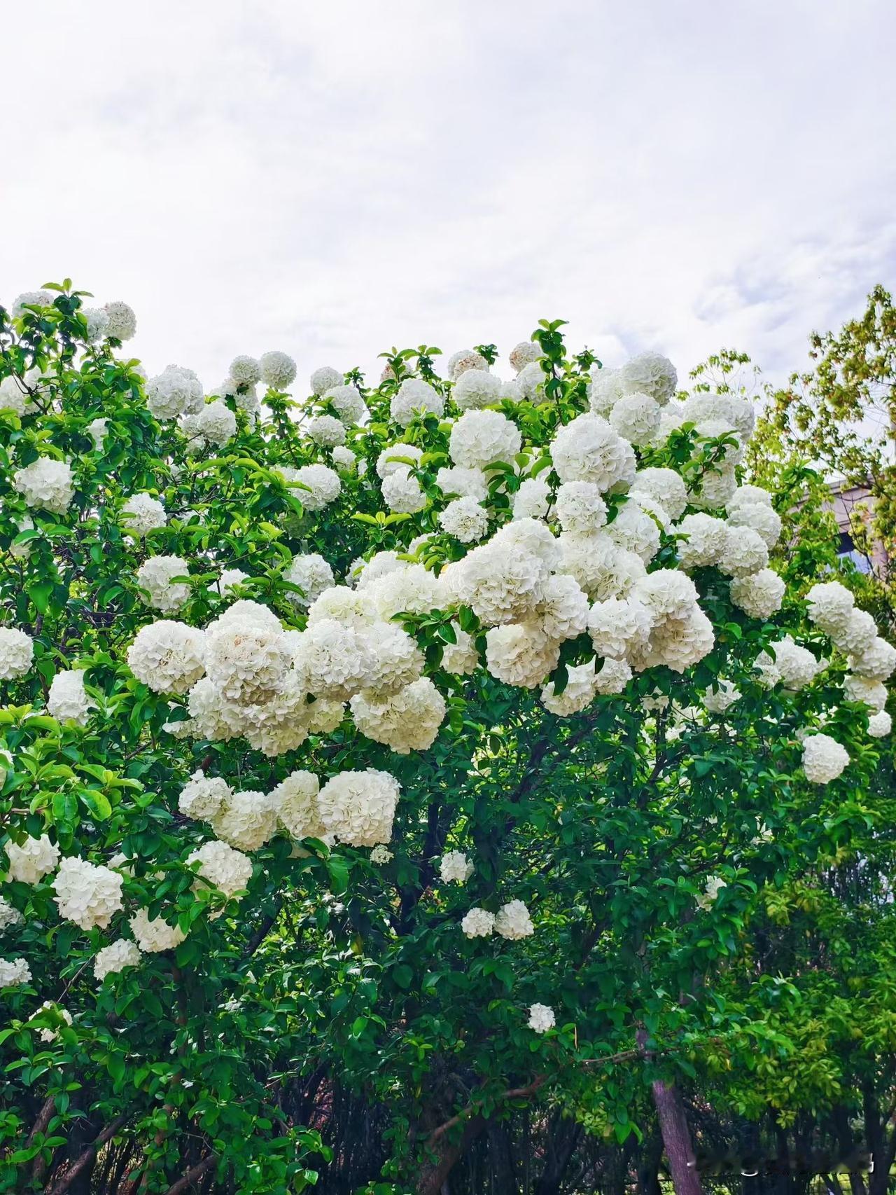 生活之苦，苦在执着，生活之难，难在放下。你在意什么，就会被什么折磨。万事从心起，