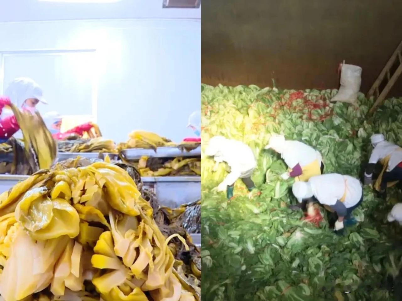 酸菜作为一种传统发酵食品，其制作过程如果不规范，可能导致食品污染甚至危害健康。尤