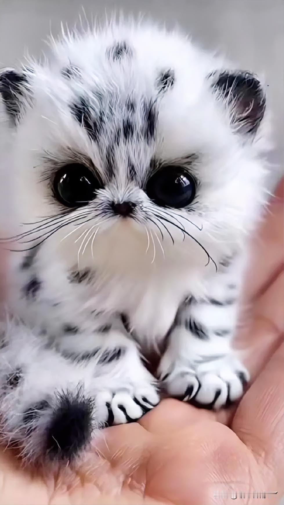 这只黑白花色的小奶油猫萌态十足简直让人招架不住那黑葡萄般的大眼睛明亮得好