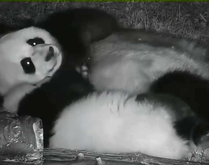 看得我母爱泛滥，熊猫哄娃睡觉跟人一样也是拍拍宝贝来的