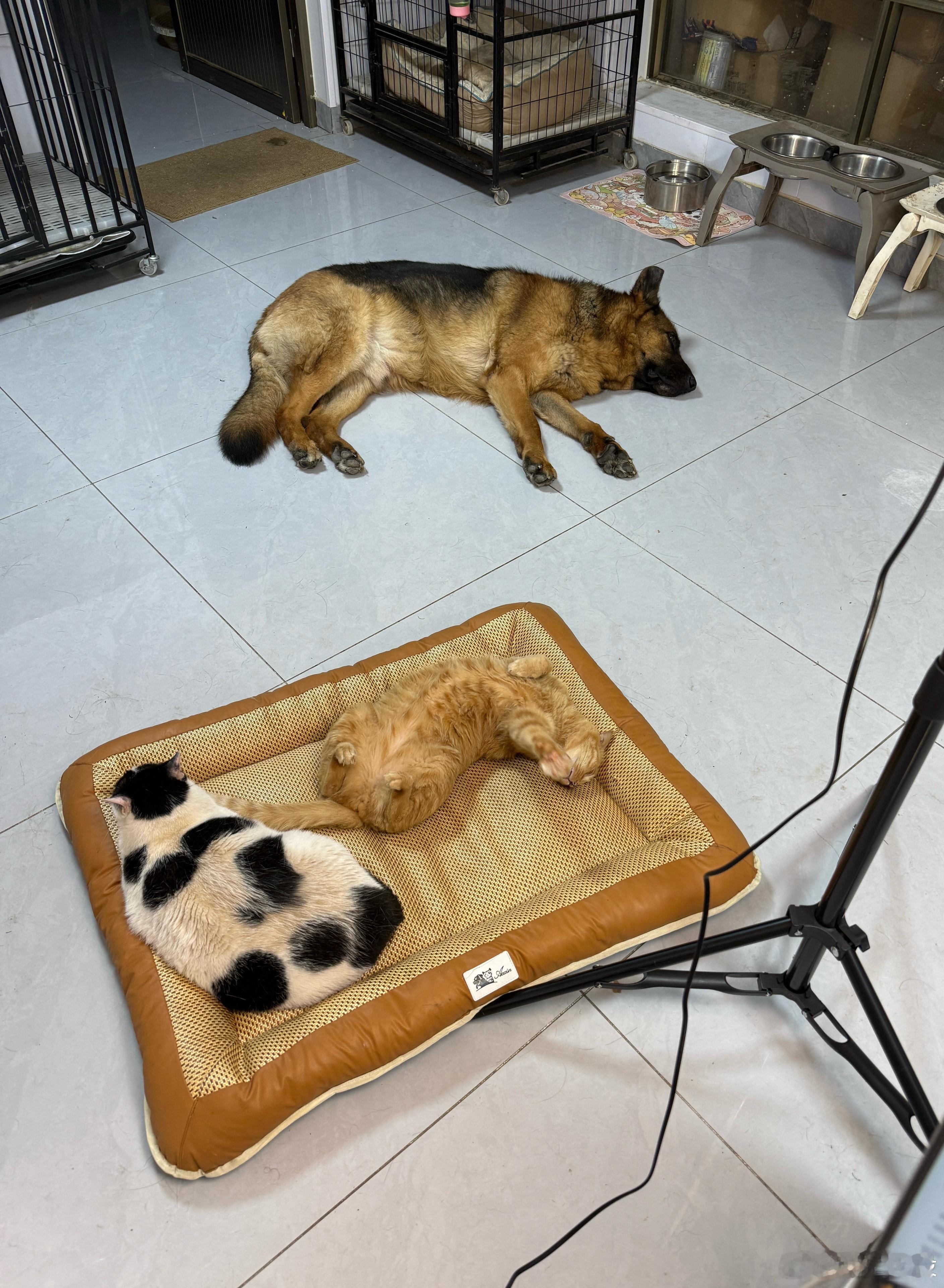 猫这种生物就是天生比较会享受