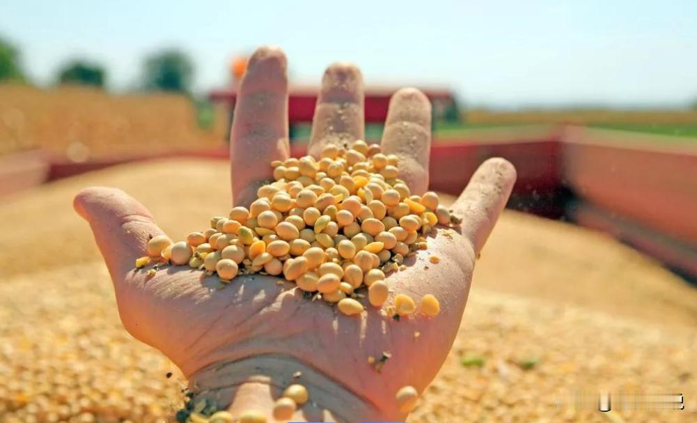 巴西大豆涨价如同“捡了芝麻丢了西瓜”?中国买家为何集体停购,巴西的算盘打错了?