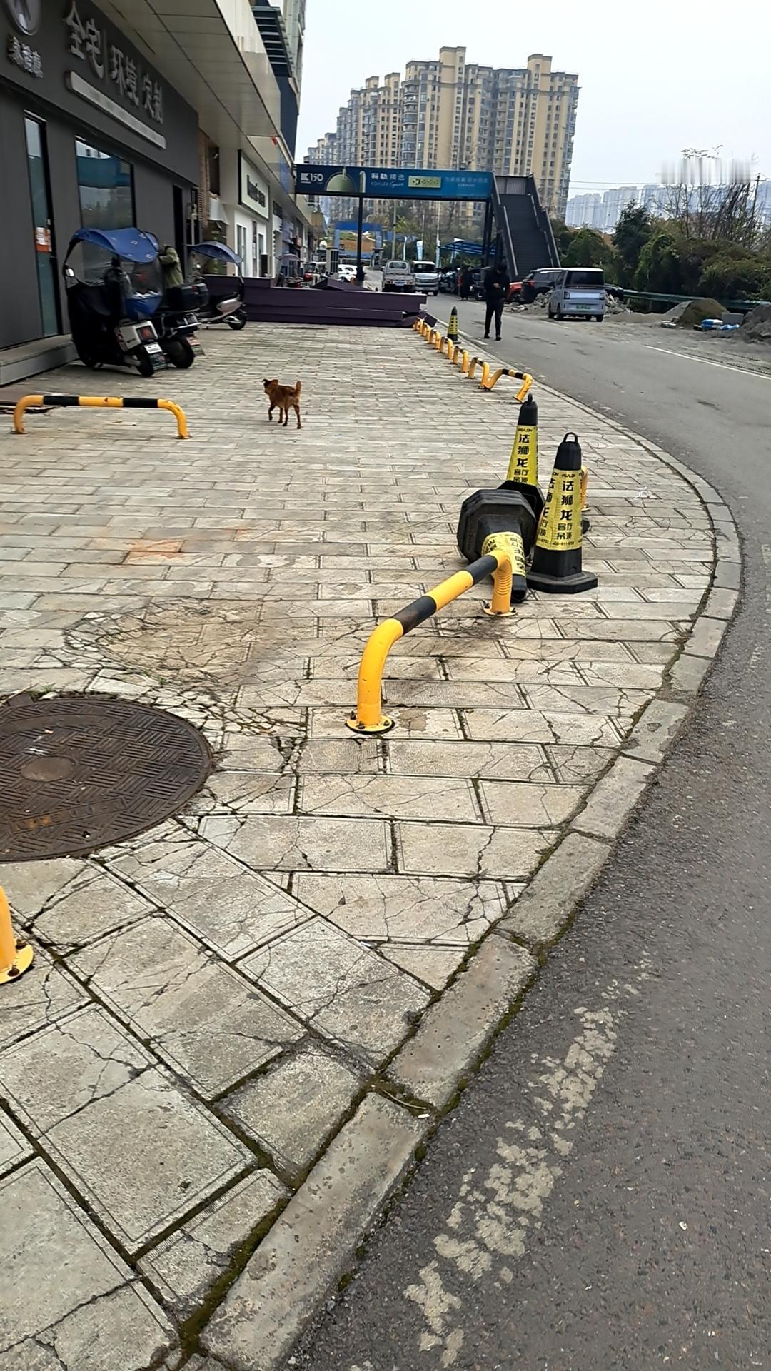 一条临时追随我的狗，和我一道走了一里多，最后人多的时候走散了，在我心里的第一反应