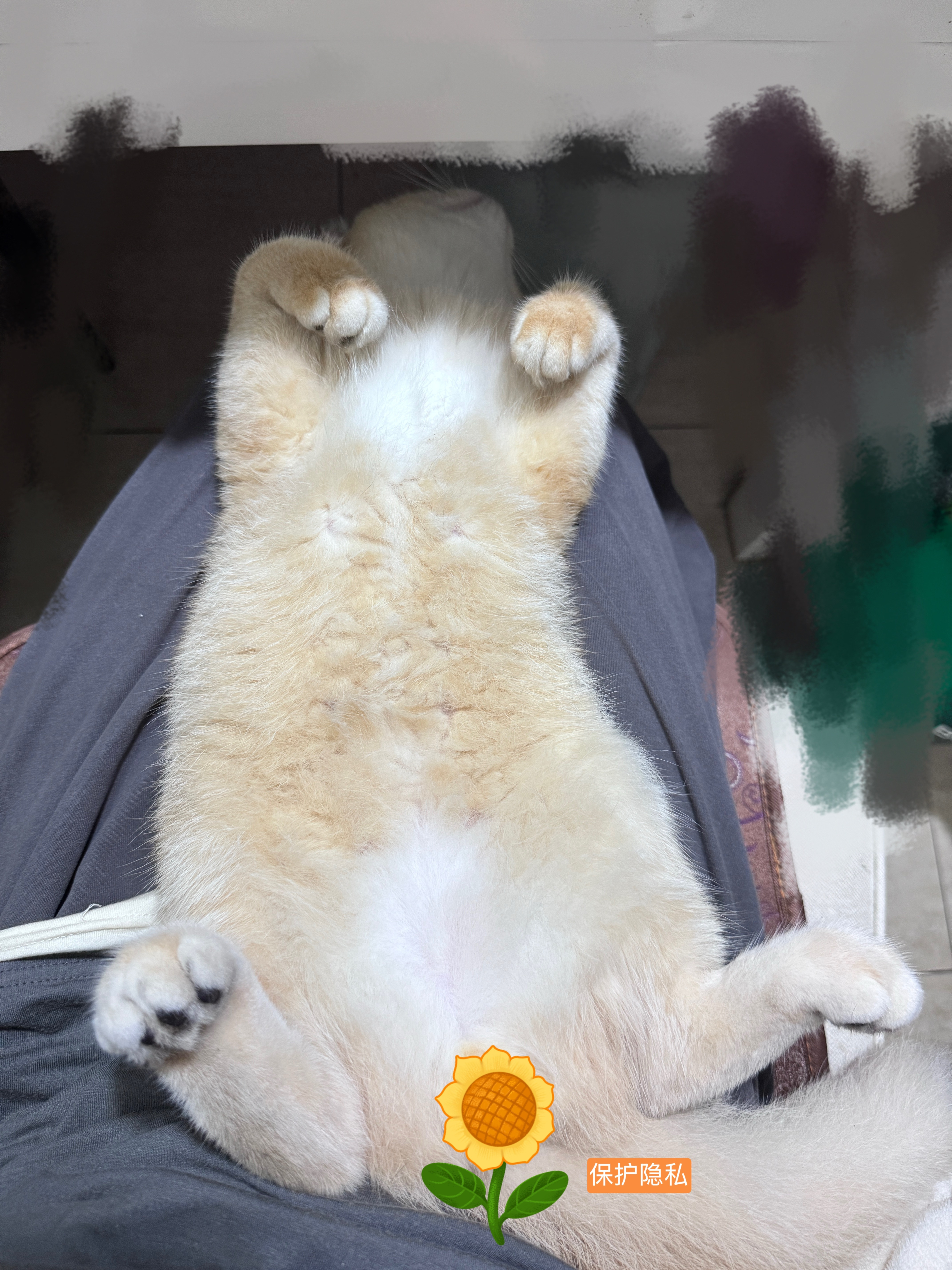 谁家好猫睡得这么四仰八叉的[doge]​​​