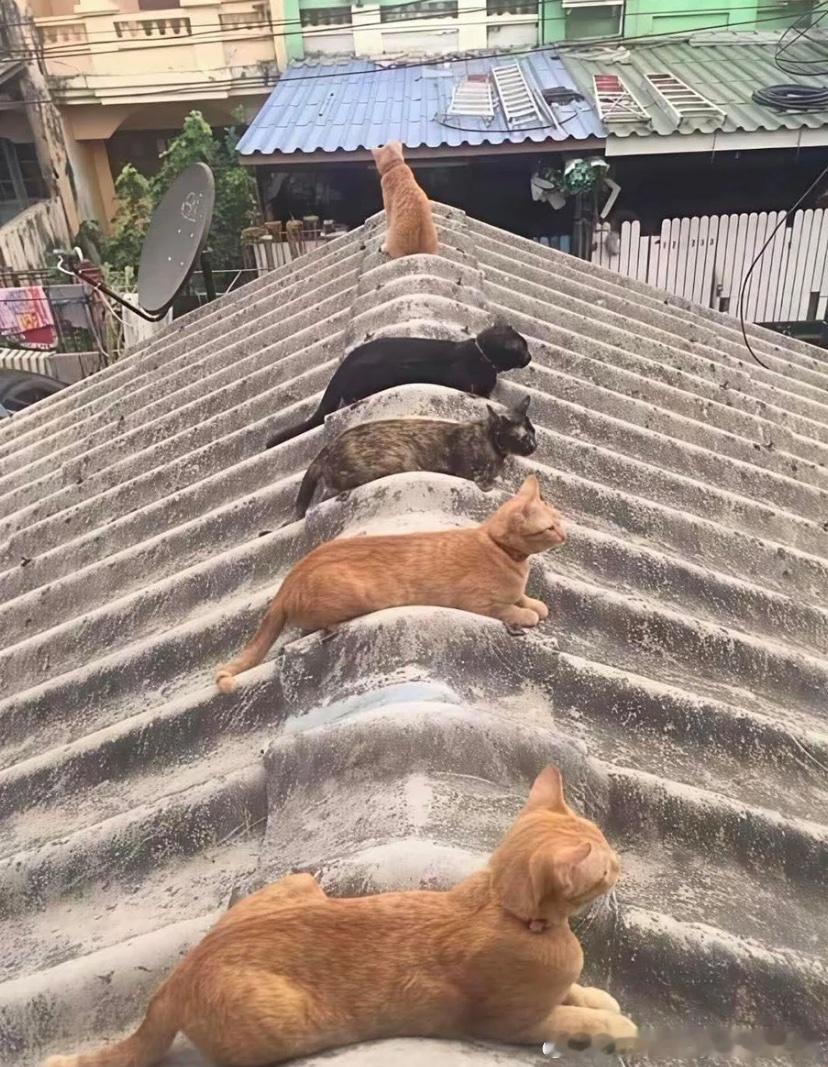 为猫猫量身定制的屋顶，一猫一个槽位​​​