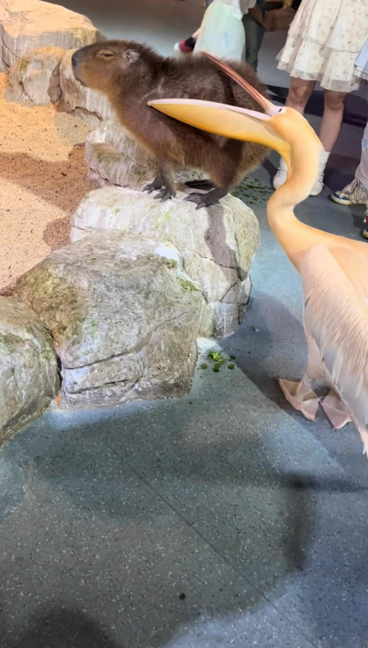 上班时间禁止偷吃同事差点以为是那只什么都想吃的鹈鹕哈哈哈哈哈生活索然无味，同事浅