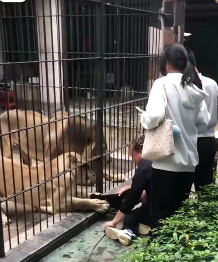 太吓人了！广东汕头，小女孩正在投喂狮子，笼子里的狮子突然伸出爪子，一把抓住她的裤