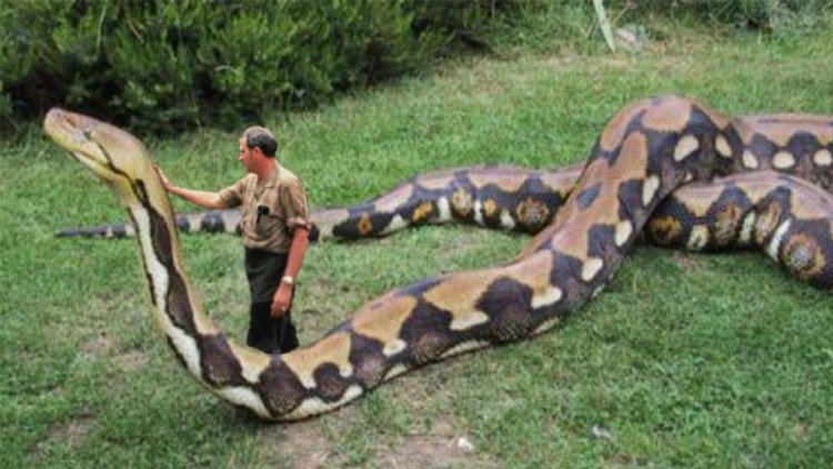 世界上最大蟒蛇,体长米,10个壮男才能制服!