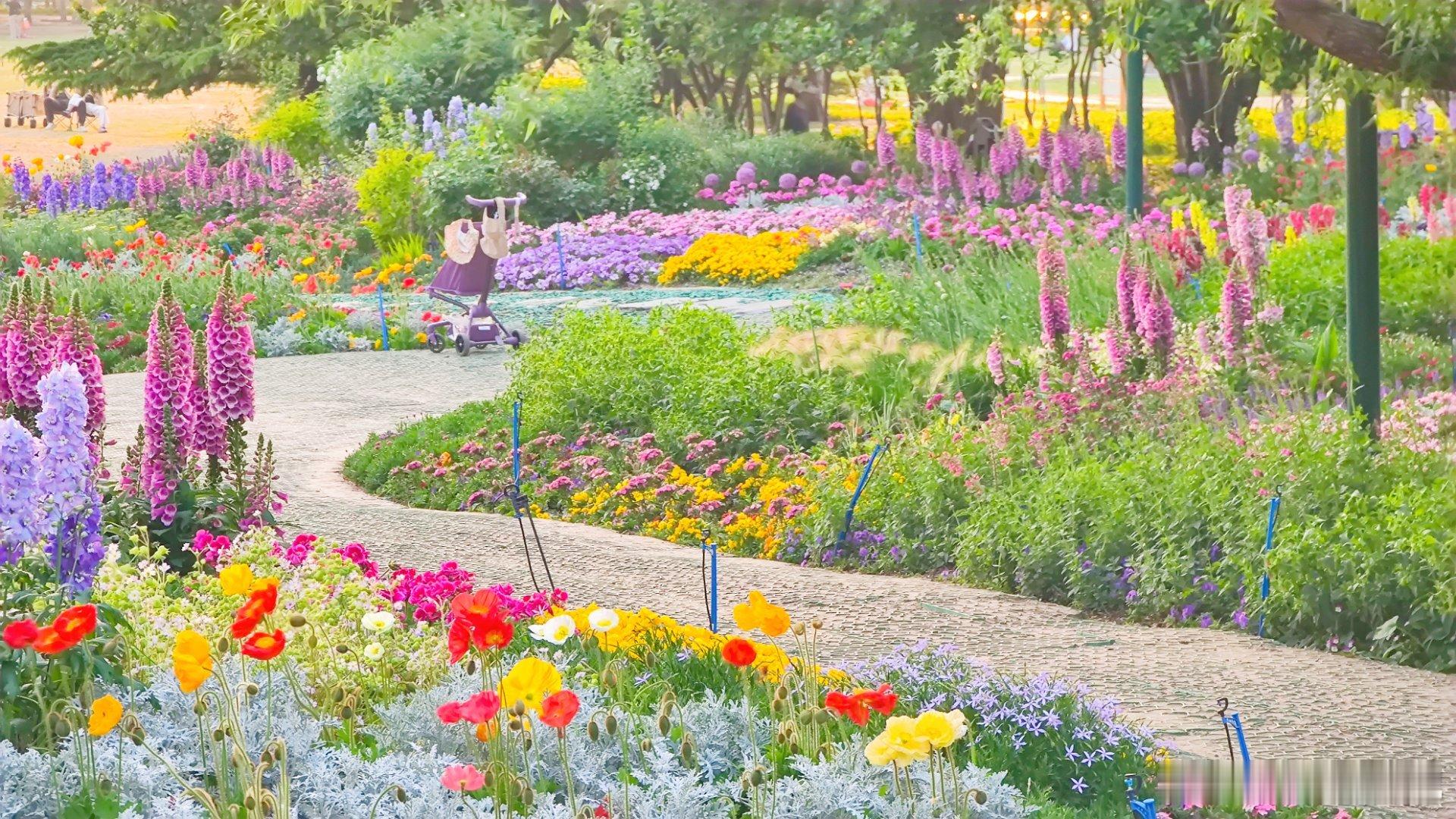 五一赏花好去处，海淀地区竟然藏着一处莫奈花园，海淀公园淀园花谷摄影​​​