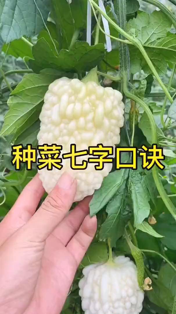 种菜七字口诀。记住这个七字口诀，从此种植更科学，你也可以成为优秀的农技老师。