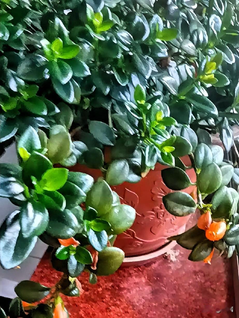 人这一辈子，不必太过聪慧。常言道，聪明反被聪明误。古人早有警示：劳者易逝，过