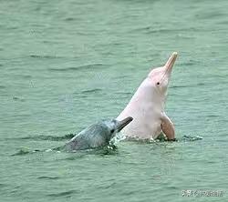 谁签字谁负责，谁审批谁负责。为追逐网红“粉色中华白海豚”，十余艘“三无”船只非法